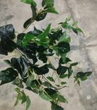 Cây Giả- Chùm Dây Leo Trầu Bà Đốm Vàng 75 Cm 7 Nhánh