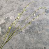 Cành Giả - Cành SaLix 3 Nhánh 100Cm Nhiều Màu