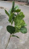 Cây Giả - Cây Bàng Singapo 3 Nhánh Thân Nhỏ 100Cm