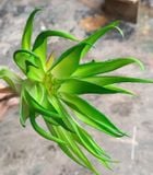 Hoa Giả - Hoa Phúc Lộc 80 Cm