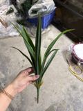 Cây giả gốc địa lan 12 lá - 40 cm