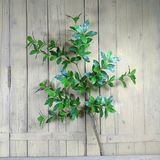 Cành Lá Nguyệt Quế Giả 97CM