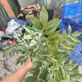 Cây Giả- Nam Thiên Trúc 2 Ngọn 100cm