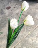 Hoa Giả - Hoa TuLip 3 Bông Kép Nhiều Màu