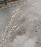 Cành Giả - Cành Salic Lộc Non 100 Cm