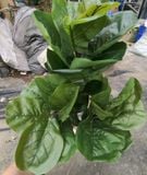 Cây Giả - Cây Bàng Singapo 3 Nhánh 100Cm