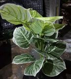 Cây Giả-Cây Trầu Bà Đế Vương 18 Lá 75 Cm