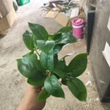 Cây Giả Cây Nguyệt Quế 5 Nhánh 35cm
