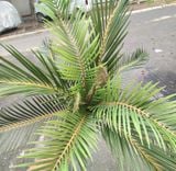 Cây Giả-Cây Vạn Tuế 11 Lá 50cm