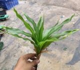 Cây Giả-Cây Lược Vàng 30 Cm