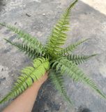 Cây Giả - Cây Dương Xỉ Lá Cao Su 9 Lá 50 Cm