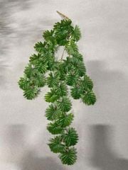 Chùm Dây Leo Trầu Bà Đồng Tiền Gân Đỏ Cao Cấp 50 Cm