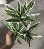 Cây Giả Trang Trí - Trúc Bách Hợp 3 Ngọn 40 CM Viền Trắng