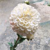 Hoa Giả - Hoa Thược Dược 1 Bông Lớn 80Cm Nhiều Màu