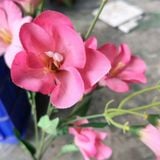Hoa Giả - Hoa Lay Ơn 80Cm Màu Hồng