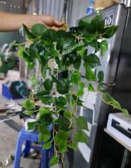 Chùm Dây Lá Rủ- Cúc Tần Ấn Độ Lá Nhọn 5 Nhánh 90cm