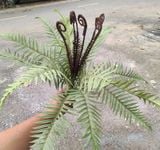 Cây Giả - Cây Dương Xỉ CAo Su Ngọn Tím 45 Cm
