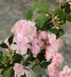 Hoa Giả - Hoa Tường Vi 4 Nhánh 110 Cm