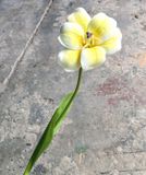 Hoa Giả - Hoa TuLip 1 Bông 55 Cm Nhiều Màu