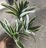 Cây Giả Trang Trí - Trúc Bách Hợp 3 Ngọn 40 CM Viền Trắng