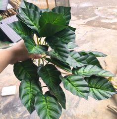 Cây Giả Cây Móng Ngựa 5 Nhánh 35cm