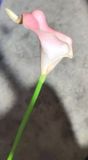Hoa Giả-Hoa Rum Ngoại 1 Bông 35Cm Hồng Nhạt