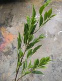 Cành Lá GIả - Cành Cây Roi Đường 100 Cm