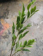 Cây Giả Cây Trầu Bà Lá Vàng 50cm