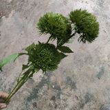 Hoa Giả - Hoa Cẩm Chướng Nhật 3 Bông 70 Cm Nhiều Màu