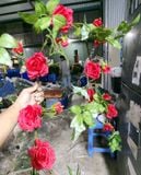 Dây Leo-Dây Leo Hoa Hồng 140Cm Nhiều Màu