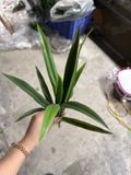 Cây giả gốc địa lan 12 lá - 40 cm