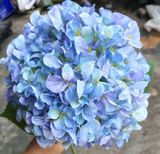 Hoa Giả - Hoa Cẩm Tú Cầu Bông Lớn 65 Cm