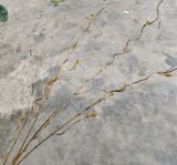 Cành Giả - Cành SaLix 3 Nhánh 100Cm Nhiều Màu