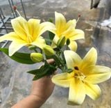 Hoa Giả-Hoa Ly 3 Bông 50cm