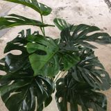 Cây Giả - Cây Trầu Bà Lá Nhựa 18 Lá 75 Cm