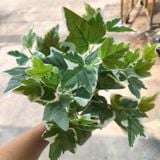 Cây Giả- Phong Xanh Viền Trắng 50cm 7 Nhánh