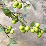 Cành Giả-Cành Táo Xanh 3 Nhánh 100Cm