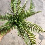 Cây Giả - Cây Dương Xỉ Lá Cao Su 40 Cm