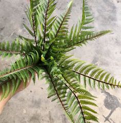 Cây Giả - Cây Trầu Bà Nhựa Lá Rách 5 Nhánh 35Cm