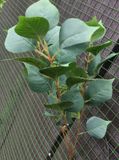 Cây Giả-Cành Cây Lá Vông 3 Nhánh 100Cm