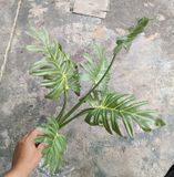 Cây Giả - Cây Trầu Bà Chân Vịt 7 Lá 65 Cm