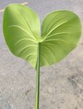 Cây Giả - Lá Khoai Nước Cỡ To 60 Cm