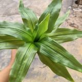 Cây Giả-Cây Thiết Mộc Lan 30 Cm