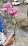 Hoa Giả-Hoa Trà Thân Mốc Cao Cấp 60cm