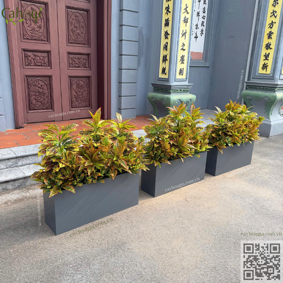 Thi Công Bồn Cây Vàng Anh Giả Trang Trí Văn Phòng