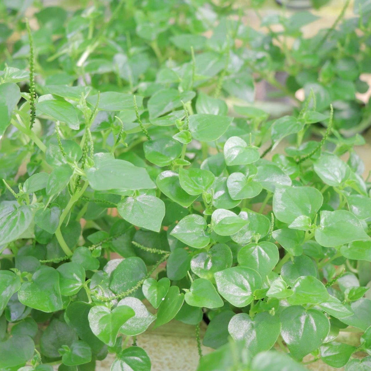  Rau càng cua Vĩnh Long gói 1 kg 