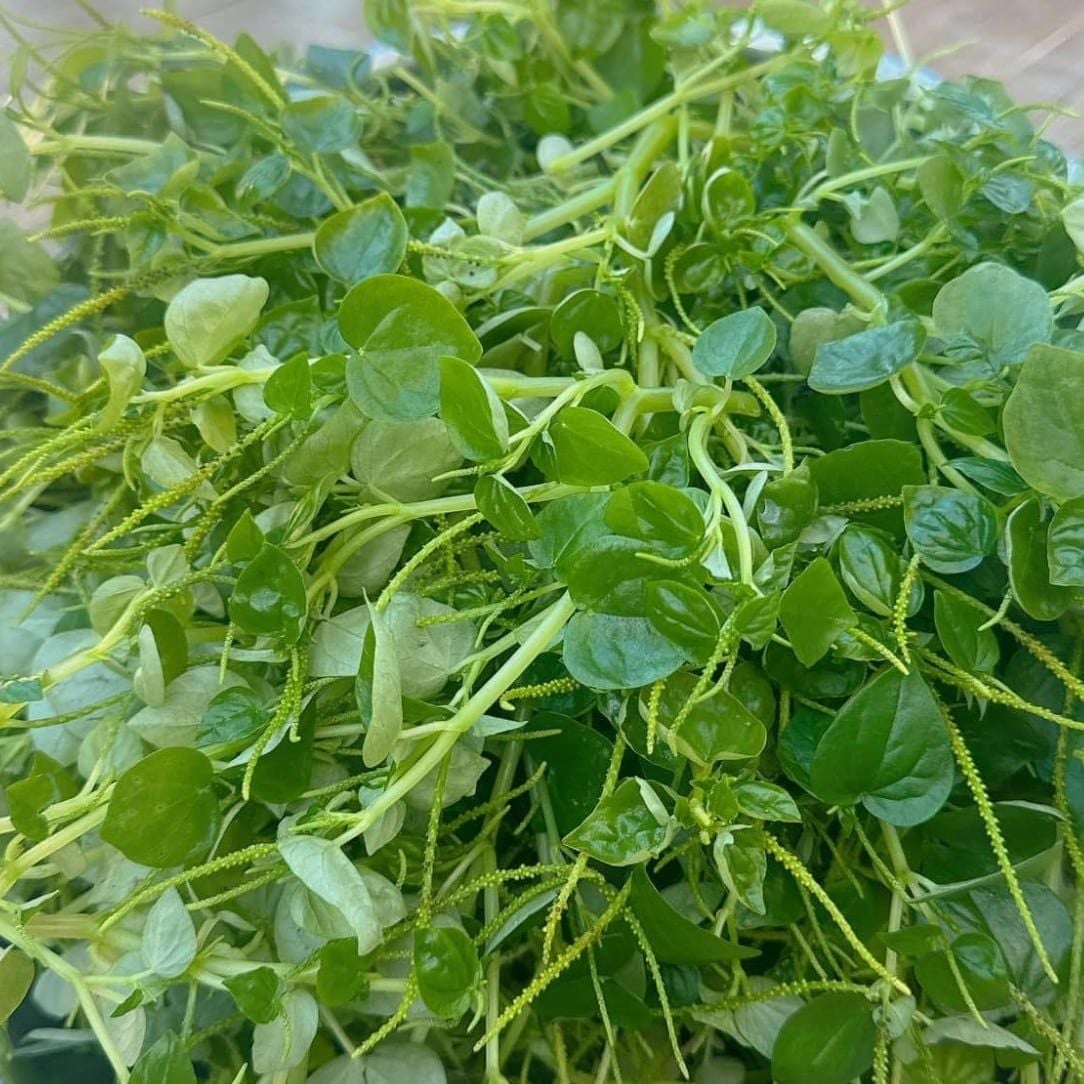  Rau càng cua Vĩnh Long gói 1 kg 