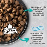  NT Infusion cho Mèo trưởng thành - Thịt gà và rau củ quả tự nhiên 