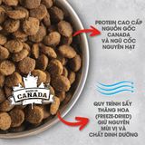  NT Infusion cho Chó kích thước vừa và lớn trưởng thành (Trên 10kg) - Thịt bò và rau củ quả tự nhiên 