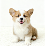  [Dòng Trung Cấp] - ĐỰC 2 THÁNG TUỔI 